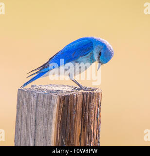 Vögel, männlichen Mountain Blue Bird thront auf einem Zaunpfahl, Yellowstone-Nationalpark, Wyoming Stockfoto