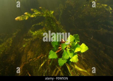 Wassernuss (Trapa Natans) unter Wasser, im Danube Delta, Rumänien, Juni. Stockfoto