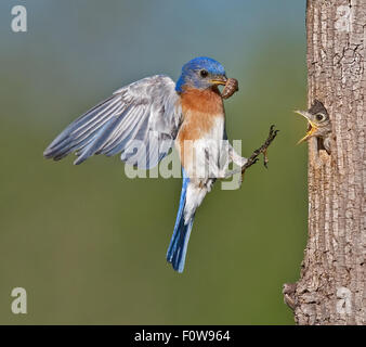 Ein männlicher Eastern Bluebird fliegen zum Nest mit einem Wurm in den Mund der bettelnde Küken in der der Baum Nest zu füttern. Stockfoto