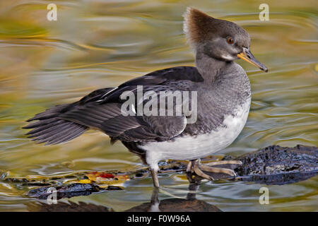 Weibliche Ente mit Kapuze Prototyp (Lophodytes Cucullatus) Stockfoto