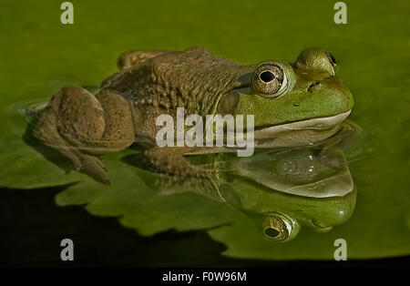American Bull Frog sitzt oben auf einer Seerose-Pad in einem Teich. Der Frosch spiegelt sich in der Wasseroberfläche. Stockfoto
