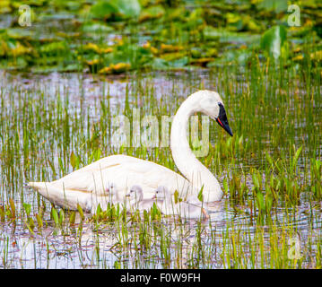 Trompeter Schwan "und" neu geboren Cygnets Schwimmen im Sumpf, Swan Lake, Island Park, Idaho, USA Stockfoto