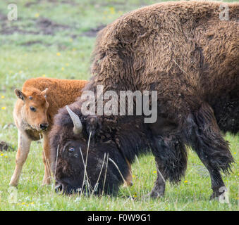 Bison Jährling Weiden auf grünen Rasen mit Mutter in Lamar Valley, Yellowstone-Nationalpark, Wyoming, USA Stockfoto