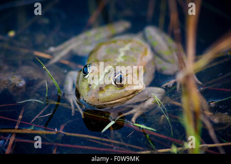 Pool-Frosch (außer Lessonae) in der Nähe von Crisan Dorf, Donaudelta, Rumänien, Juni. Stockfoto
