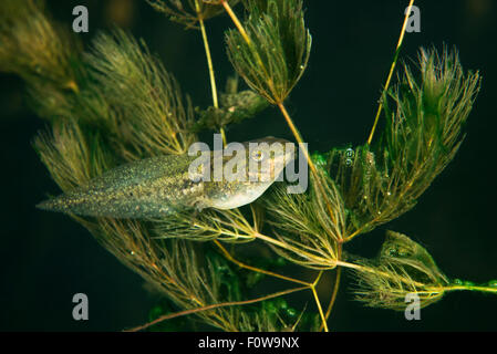 Pool Frosch Kaulquappe (außer Lessonae) ernähren sich von weichen Hornblatt (Ceratophyllum Submersum) Unterwasser, Danube Delta, Rumänien, Juni. Stockfoto