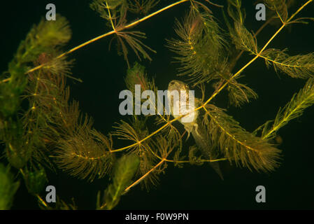 Pool Frosch Kaulquappe (außer Lessonae) in weiche Hornblatt (Ceratophyllum Submersum) Unterwasser, Danube Delta, Rumänien, Juni. Stockfoto