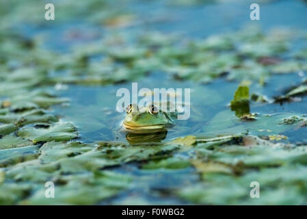Pool-Frosch (außer Lessonae) in einem flachen See im Somova-Patches, in der Nähe von Somova Dorf, obere Donaudelta, Rumänien, Juni. Stockfoto