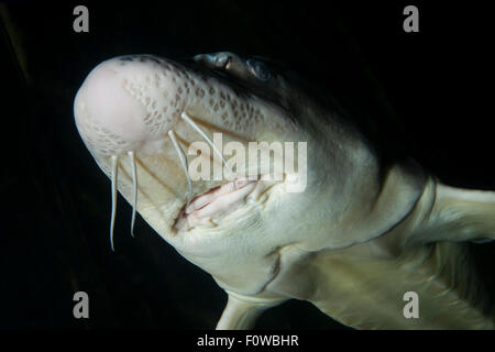 Russischer Stör (Acipenser Gueldenstaedtii) gefangen im Donau-Delta-Öko-Tourismus-Museumszentrum Aquarium in Tulcea, Donau-Delta, Rumänien, Juni. Vom Aussterben bedroht. Stockfoto