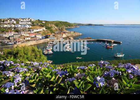 Ein kornischer Fischerhafen mit bunten Häuschen und blauen Hortensien im Vordergrund. Stockfoto