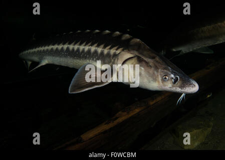 Russischer Stör (Acipenser Gueldenstaedtii) gefangen im Donau-Delta-Öko-Tourismus-Museumszentrum Aquarium in Tulcea, Donau-Delta, Rumänien, Juni. Vom Aussterben bedroht. Stockfoto