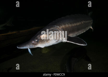 Europäischer Stör oder Beluga-Stör, Huso Huso Stockfotografie - Alamy