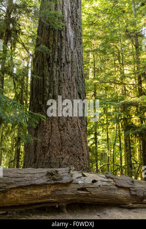 Douglasie Baumriesen im Cathedral Grove, MacMillan Provincial Park, Vancouver Island, BC Stockfoto