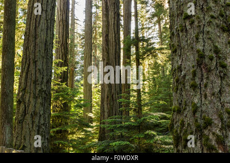 Riesige Douglasien erreichen geradeaus bis die Sonne im Cathedral Grove, MacMillan Provincial Park, Vancouver Island, BC Stockfoto