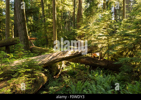 Setzlinge wachsen unter den abgestürzten riesige Douglasien in üppigen Cathedral Grove, MacMillan Provincial Park, Vancouver Island, BC Stockfoto