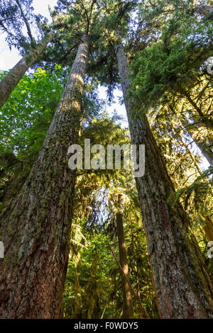 Riesige Douglasien erreichen geradeaus bis die Sonne im Cathedral Grove, MacMillan Provincial Park, Vancouver Island, BC Stockfoto