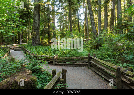 Hölzerne Geländer säumen die Wege durch Cathedral Grove im MacMillan Provincial Park, Vancouver Island, BC Stockfoto