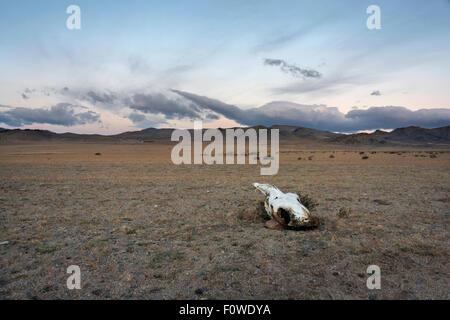 Sonnenaufgang mit Yak-Schädel und Ferne Ger Camps auf der Steppe, in der Nähe von Khovd, westliche Mongolei Stockfoto