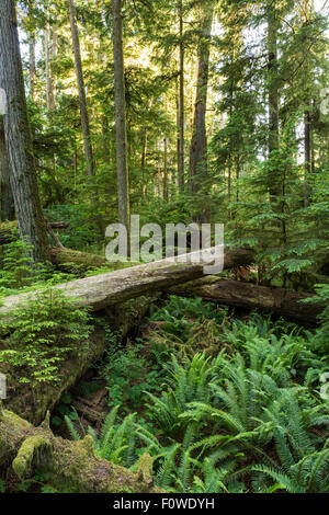 Riesiger Douglasie, rote Zeder Bäume und Farne Hintergrundbeleuchtung im Cathedral Grove, MacMillan Provincial Park, Vancouver Island, BC Stockfoto