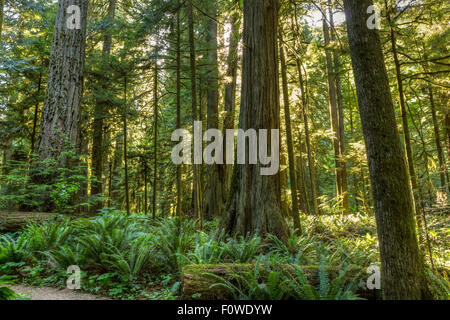 Riesige Douglasie, rote Zedernbäume und Farne gebadet im Sonnenlicht im Cathedral Grove, MacMillan Provincial Park, Vancouver Island, Stockfoto