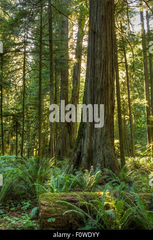 Riesige Douglasie, rote Zedernbäume und Farne gebadet im Sonnenlicht im Cathedral Grove, MacMillan Provincial Park, Vancouver Island, Stockfoto