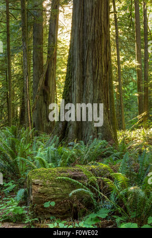 Riesige Douglasie, rote Zedernbäume und Farne gebadet im Sonnenlicht im Cathedral Grove, MacMillan Provincial Park, Vancouver Island, Stockfoto