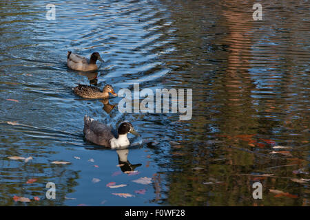 Drei verschiedenfarbige Enten schwimmen in einer Reihe auf einem Teich mit schwimmenden Blättern und Wellen im Wasser. Stockfoto