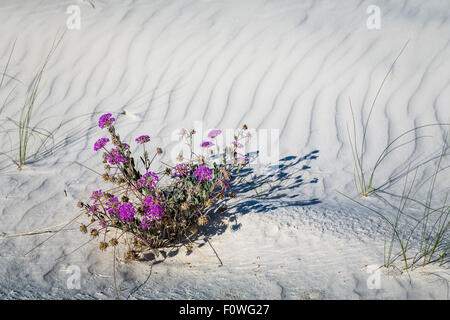 Eine lila Sand Verbena-Pflanze blüht in den Gips Dünen von White Sands National Monument in der Nähe von Alamogordo, New Mexico, USA. Stockfoto