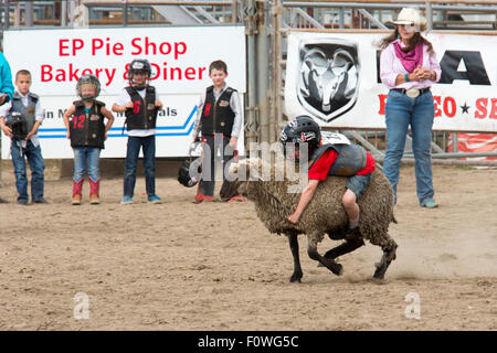 Estes Park, Colorado - Kinder im Alter von 5-8 Fahrt Schafe während der Mutton Bustin ' Wettbewerb beim Rodeo auf dem Dach. Stockfoto