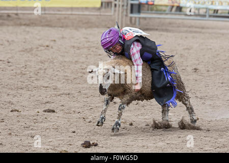 Estes Park, Colorado - Kinder im Alter von 5-8 Fahrt Schafe während der Mutton Bustin ' Wettbewerb beim Rodeo auf dem Dach. Stockfoto