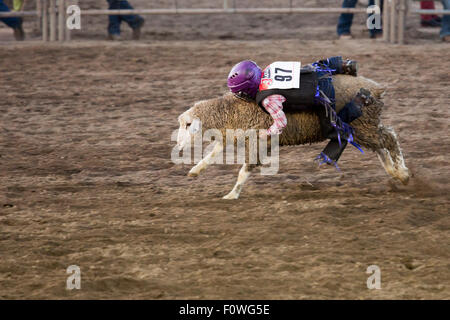 Estes Park, Colorado - Kinder im Alter von 5-8 Fahrt Schafe während der Mutton Bustin ' Wettbewerb beim Rodeo auf dem Dach. Stockfoto