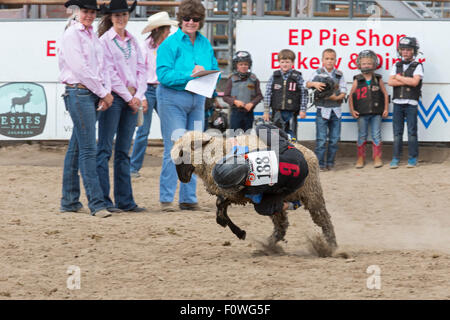 Estes Park, Colorado - Kinder im Alter von 5-8 Fahrt Schafe während der Mutton Bustin ' Wettbewerb beim Rodeo auf dem Dach. Stockfoto