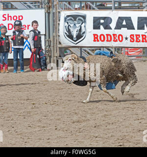 Estes Park, Colorado - Kinder im Alter von 5-8 Fahrt Schafe während der Mutton Bustin ' Wettbewerb beim Rodeo auf dem Dach. Stockfoto