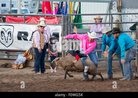 Estes Park, Colorado - Kinder im Alter von 5-8 Fahrt Schafe während der Mutton Bustin ' Wettbewerb beim Rodeo auf dem Dach. Stockfoto