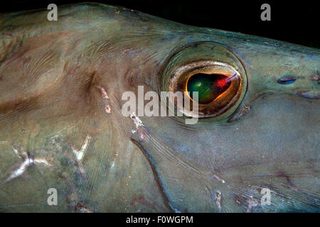 SEHR NAHAUFNAHME TRUMPETFISH AUGEN Stockfoto