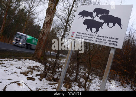 Straßenschild Alarmierung Treiber, um die Präsenz des europäischen Bisons (Bison Bonasus) nahe der Straße, Drawsko Region, Pommern, Polen, Februar 2014. Stockfoto