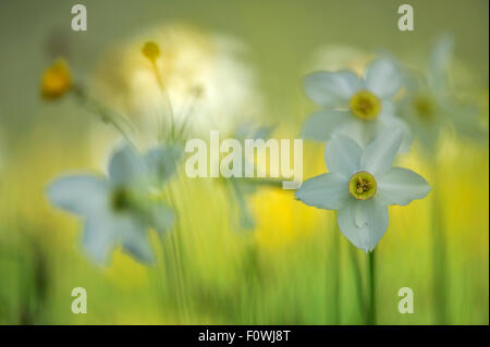 Dichter Narzisse (Narcissus Poeticus) auf dem Piano Grande, Nationalpark Monti Sibillini, Italien, Mai. Stockfoto