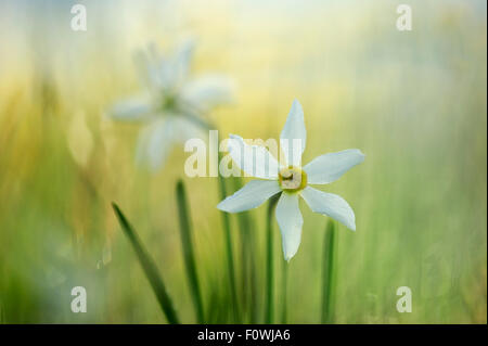 Dichter Narzisse (Narcissus Poeticus) auf dem Piano Grande, Nationalpark Monti Sibillini, Italien, Mai. Stockfoto