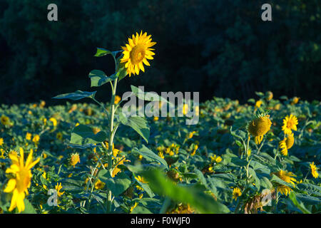 Helianthus Sonnenblumen blühen, Charente, Frankreich Stockfoto