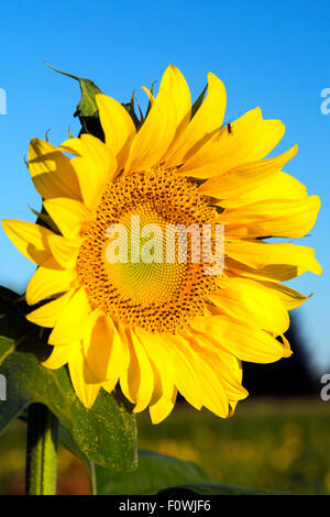 Helianthus Sonnenblumen blühen, Charente, Frankreich Stockfoto