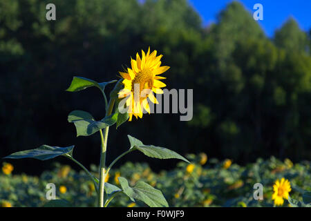 Helianthus Sonnenblumen blühen, Charente, Frankreich Stockfoto