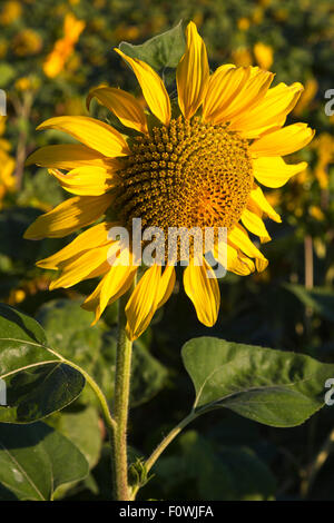 Helianthus Sonnenblumen blühen, Charente, Frankreich Stockfoto