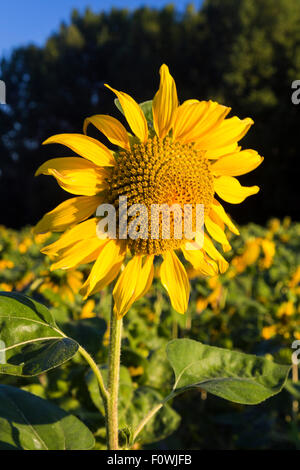 Helianthus Sonnenblumen blühen, Charente, Frankreich Stockfoto