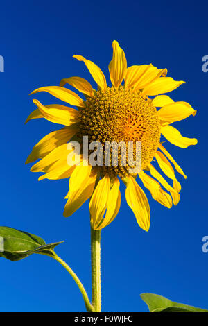 Helianthus Sonnenblumen blühen, Charente, Frankreich Stockfoto