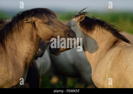 Wilde Konik-Pferde kämpfen, Odry Delta reservieren, Stepnica, Polen, Juli. Stockfoto