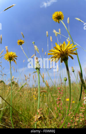 Ziege &#39; s-Bart (Tragopogon Pratensis) Blüte, Altwarper Düne, Altwarp, Deutschland, Juni. Stockfoto