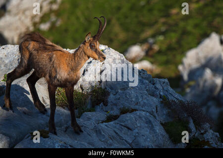 Apennin Gämse (Rupicapra Pyrenaica Ornata) zentralen Apennin Verwilderung Bereich, Nationalpark Abruzzen, Latium und Molise, Italien, Juni. Stockfoto