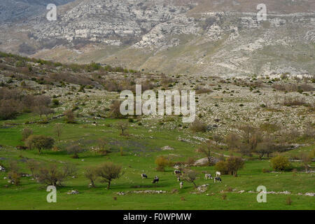 Boškarin Rinder in montane Wiese, Teil des Programms Turos zu züchten zurück die ausgestorbenen Ochsen Rinder. Mala Libinje, Naturpark Velebit Gebirge, Deutschland, April 2014. Stockfoto