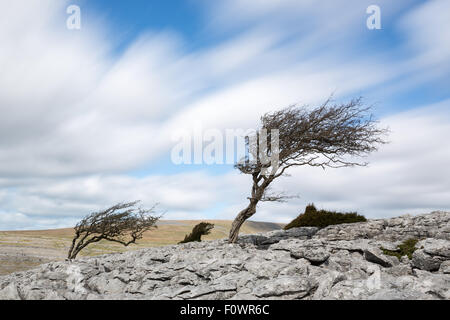 Wind geblasen Baum, Twistleton Narbe in der Yorkshire Dales Stockfoto