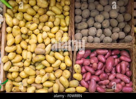 Verschiedene Arten von Kartoffeln für den Verkauf auf dem Markt Stockfoto