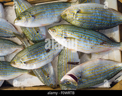 Sarpa Salpa Fisch gesehen auf einem Markt in Griechenland Stockfoto
